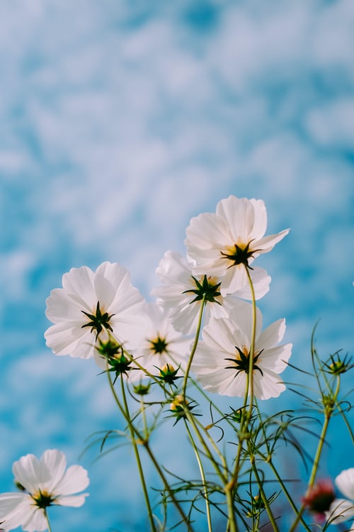 foto flores brancas em um ceu azul